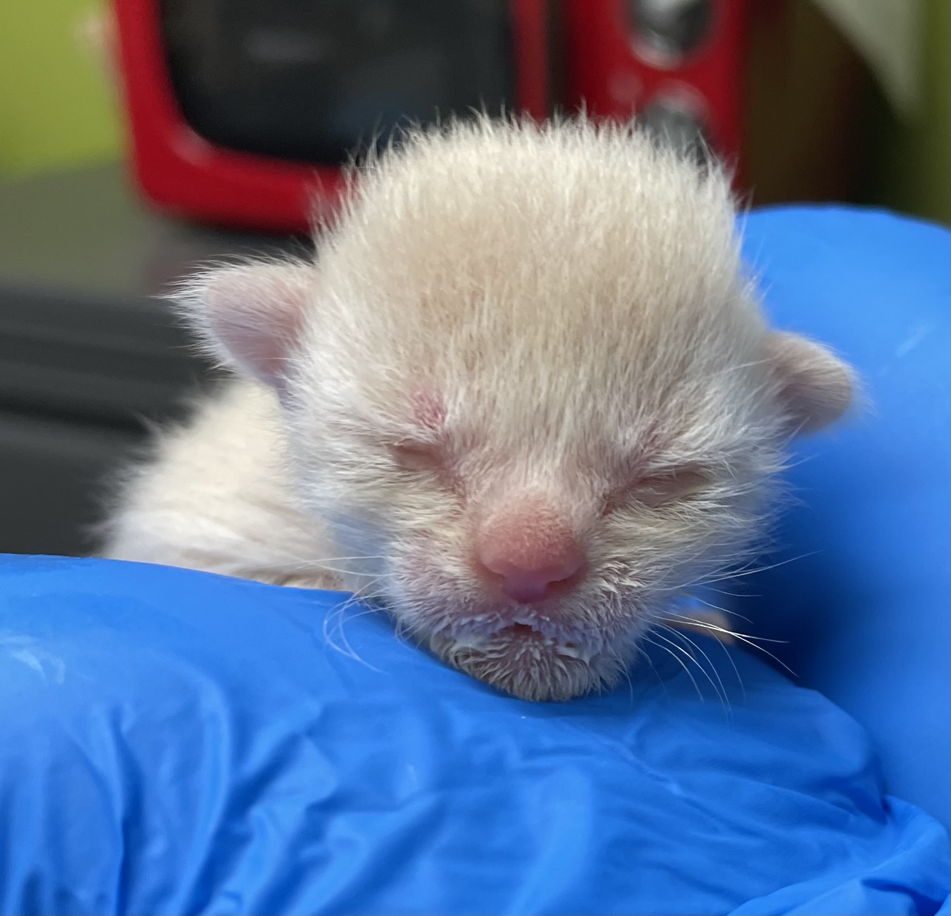 Kitten